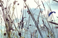 IMG_0620