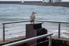 2019_09_boris-dunand_paris_belle-ile-en_mer-16