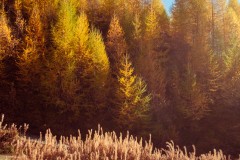 Photographie - Boris Dunand (www.borisdunand.ch)