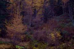 Photographie - Boris Dunand (www.borisdunand.ch)