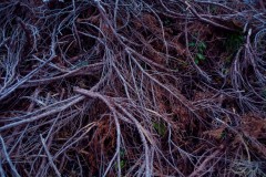 Photographie - Boris Dunand (www.borisdunand.ch)