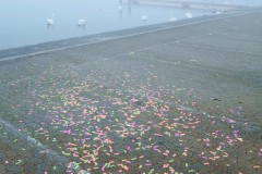 Photographie - Boris Dunand (www.borisdunand.ch)