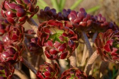 Photographie - Boris Dunand (www.borisdunand.ch)