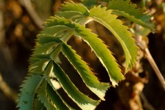 Photographie - Boris Dunand (www.borisdunand.ch)