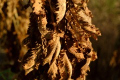 Photographie - Boris Dunand (www.borisdunand.ch)