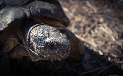 Photographie Boris Dunand (www.borisdunand.ch)